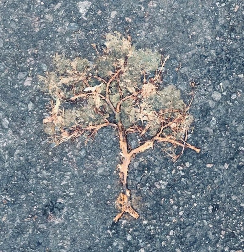 Ova zgažena grana izgleda kao drvo.