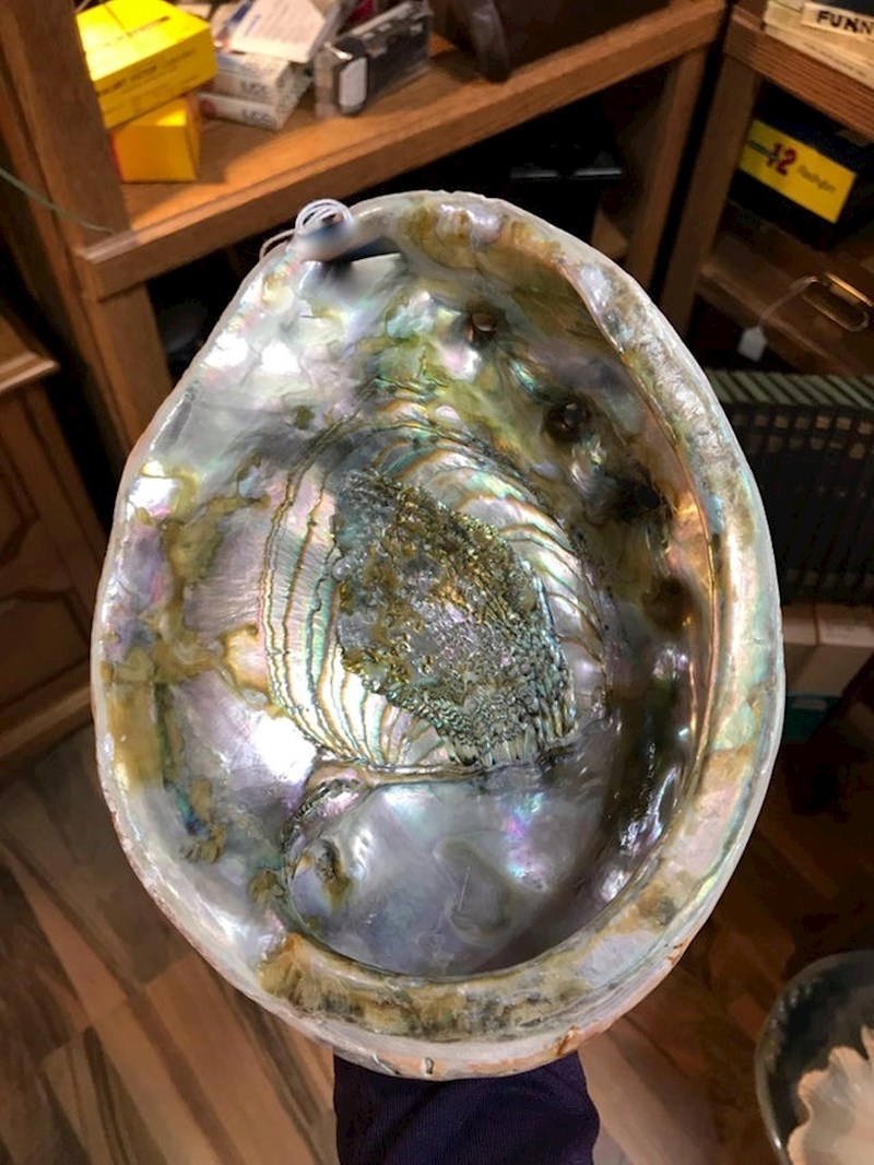 "U antikvarijatu sam pronašla ovu ogromnu abalone školjku. Naravno, ponijela sam je sa sobom."