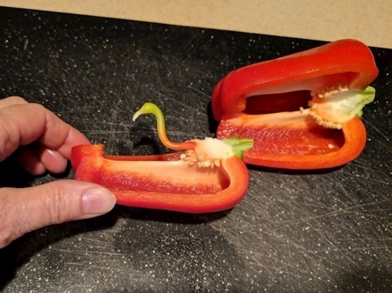 Crvena paprika koja je u sebi imala "plamenca".