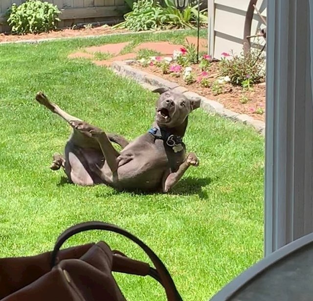 "Naš pas voli izvoditi neke čudne vježbe na travi."