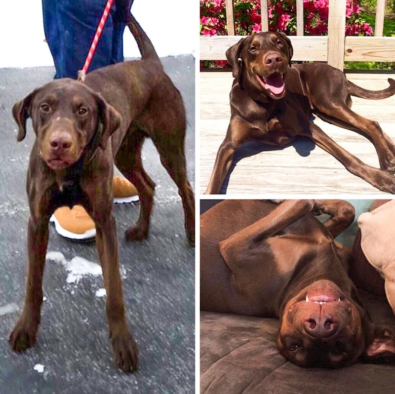 "Prethodni vlasnici su odustali od njega 2016. godine jer su 'imali previše posla oko njega'. Danas je kod nas proslavio svoj 4. rođendan."