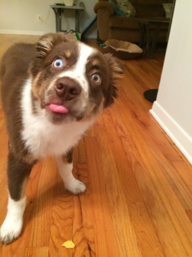 Ovaj pas je prvi put u životu probao kikiriki.