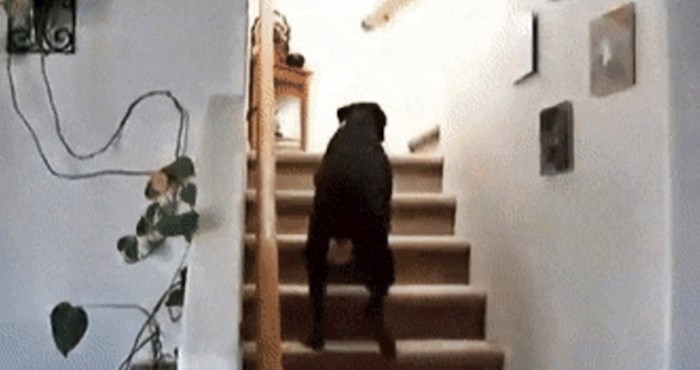 Pas se nije usudio popeti uz stepenice, smijat ćete se kad vidite čega se toliko bojao