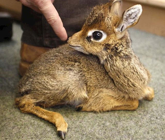 Dik dik dễ thương