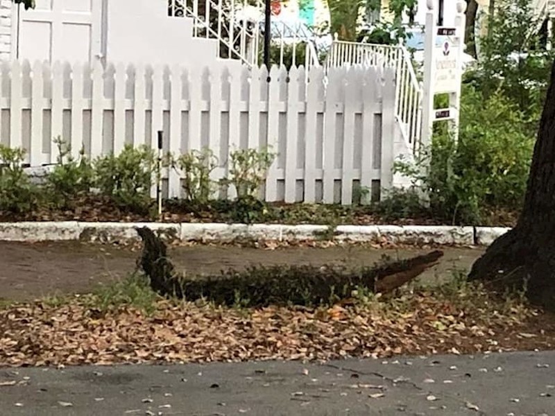 Grana koja je pala s drveta izgledala je kao krokodil.