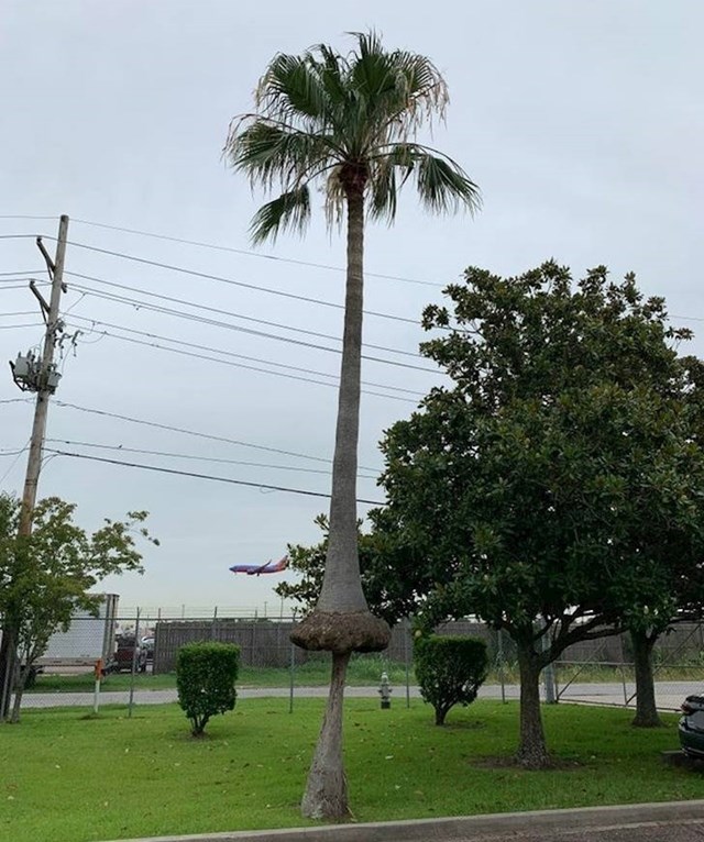 Pogledajte kako je rasla ova palma.