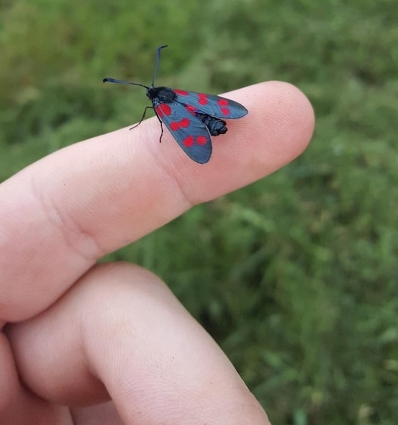 Jeste li znali da postoje crni moljci s crvenim točkicama?