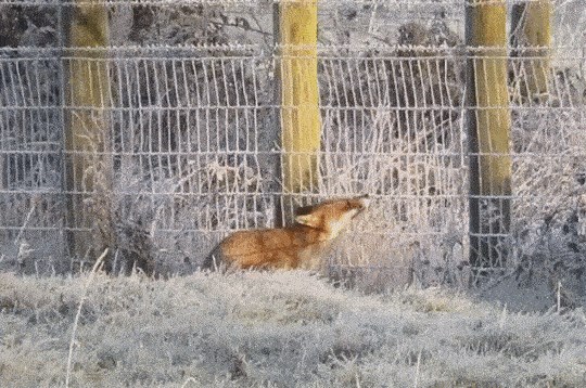 Lisicama zaštitne ograde ne igraju nikakvu ulogu u životu... baš nikakvu!