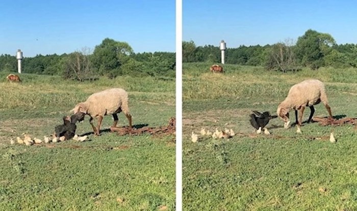 VIDEO Kokoš je mislila da su njena djeca u velikoj opasnosti, pogledajte kako je reagirala