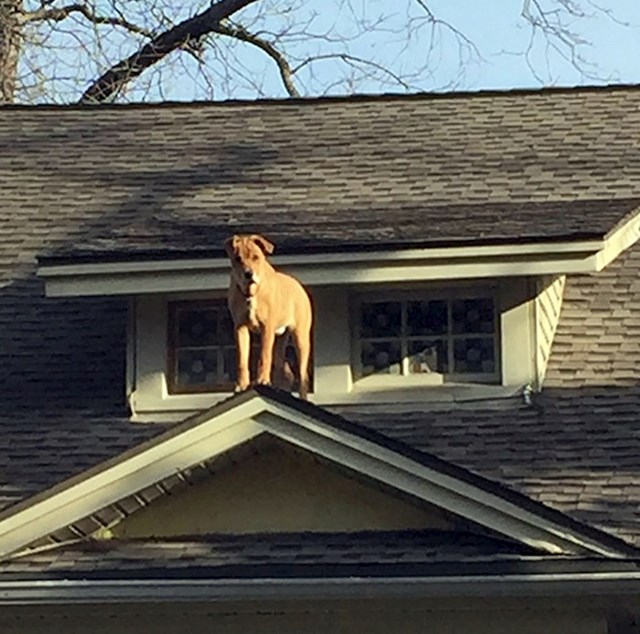 Pas je zabrinuo vlasnika kad se vraćao s posla. Pogledajte gdje ga je čekao.