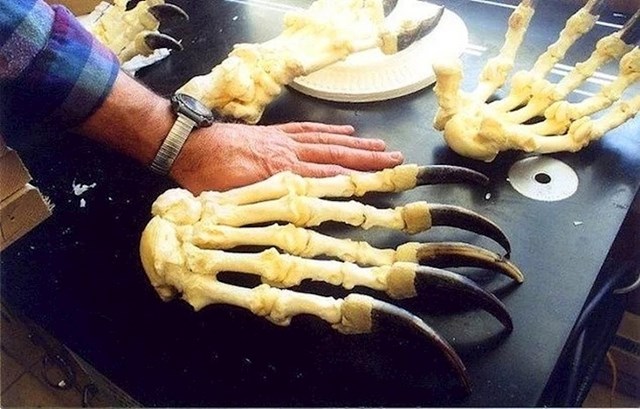 Ljudski dlan i kostur medvjeđeg dlana