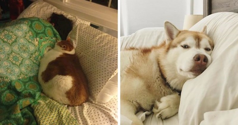 20 slučajeva kad su lukavi kućni ljubimci zauzeli krevete svojih vlasnika