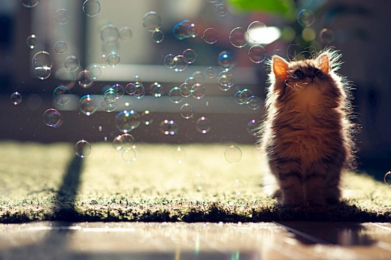 Mèo con dễ thương