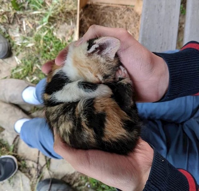 "Mačka s farme u mojoj blizini donijela nam je mačića."