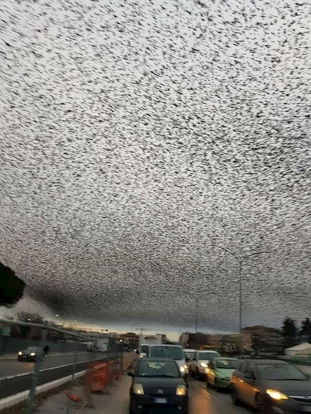Seoba stotina tisuća ptica
