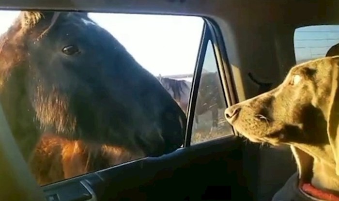 VIDEO Pas nije imao pojma kako da reagira kad su konji došli do auta