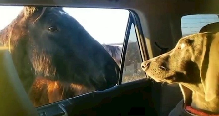 VIDEO Pas nije imao pojma kako da reagira kad su konji došli do auta