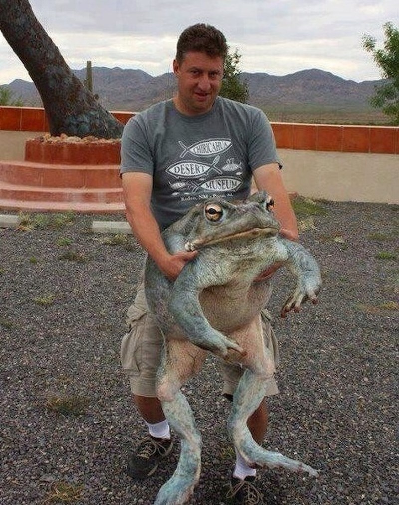 Ova žaba je stvarno OGROMNA...