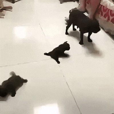 Snimka štenaca koji pokušavaju hodati po glatkim pločicama nešto je naslađe što ćete danas vidjeti