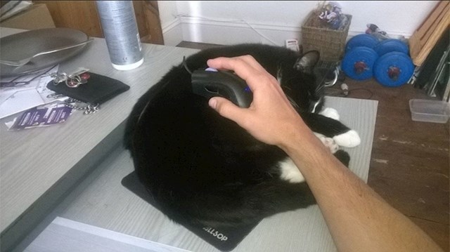 Dobitna kombinacija: Mačka mu mirno spava dok on radi na računalu...