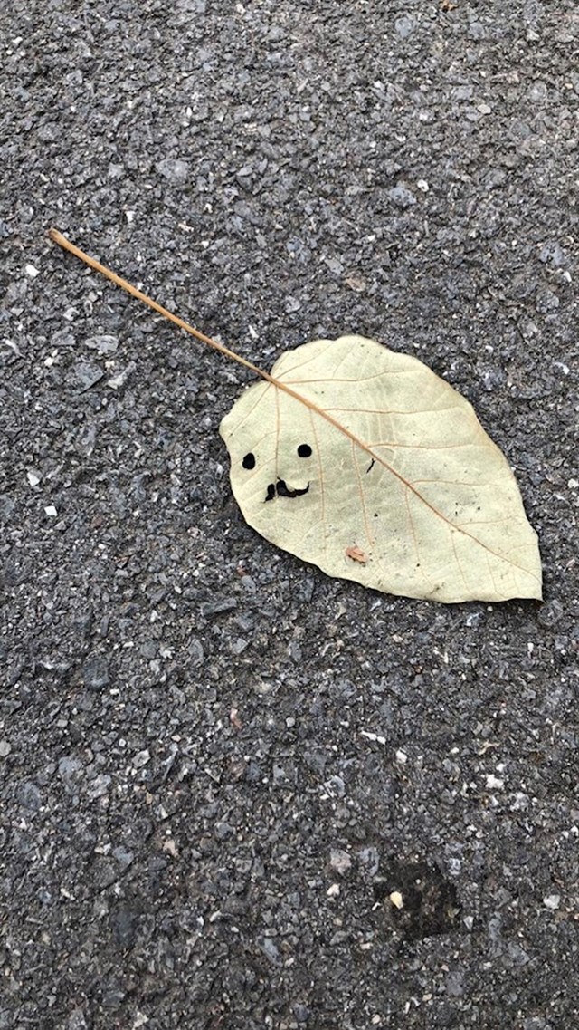 "Pogledajte kakav sam list našao na cesti!"
