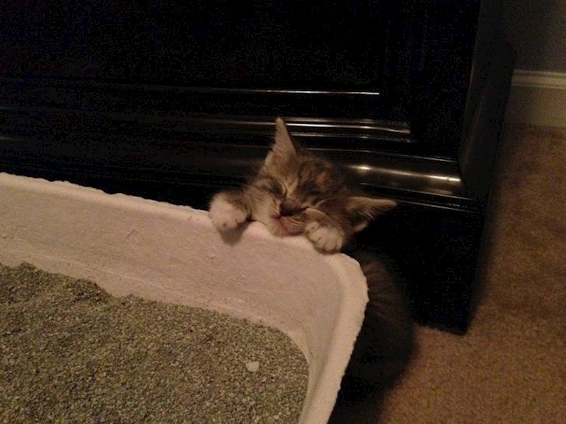 "Naša maca je zaspala dok se pokušavala popeti u WC."