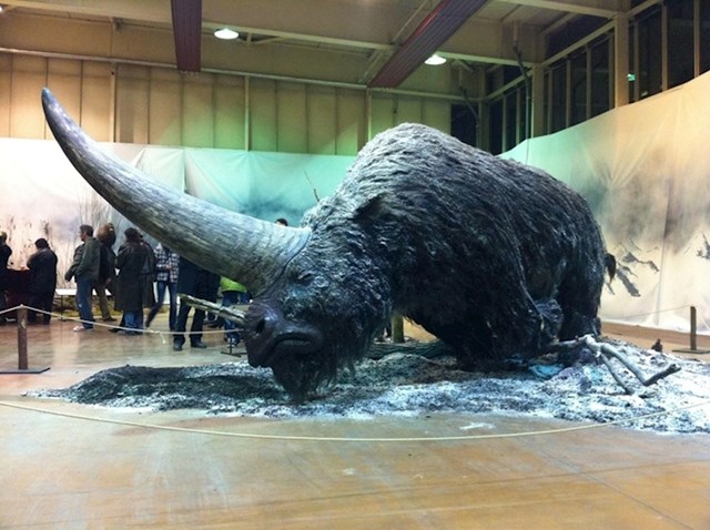 Ovo je Elasmotherium, veliki dlakavi nosorog koji je postojao prije 29 tisuća godina. Neki kažu da je po njemu zapravo nastala legenda o jednorogu.