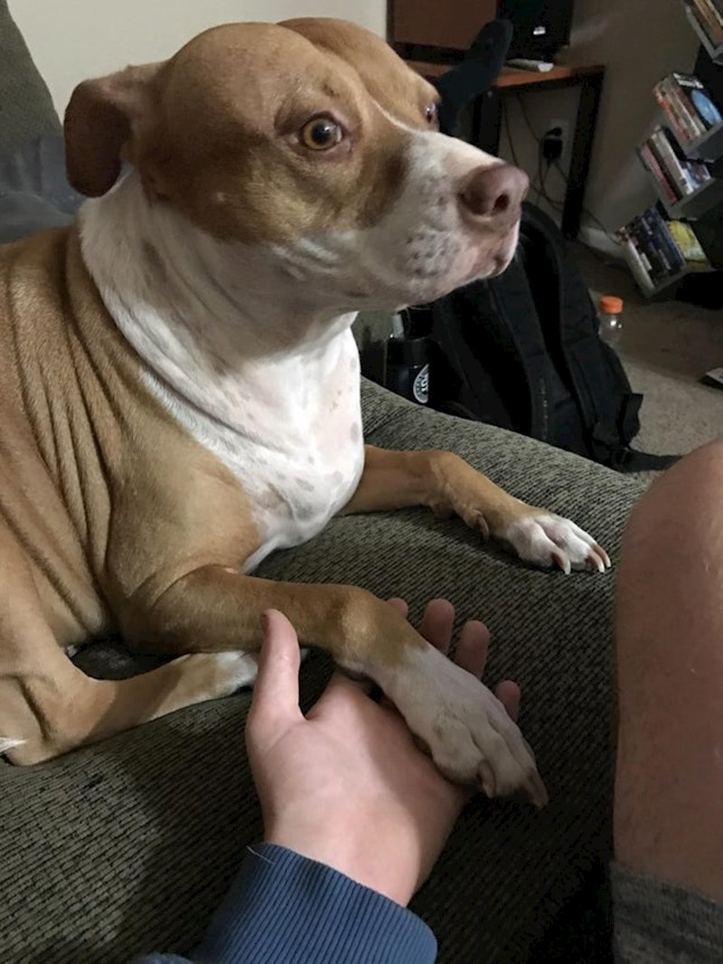 "Moj pas voli dati šapicu svakome tko sjedne kraj njega."