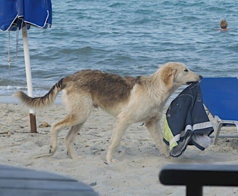 Ovaj pas je nekome pokvario dan. :)