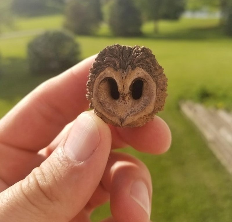 Ova ljuska oraha izgleda kao glava sove.