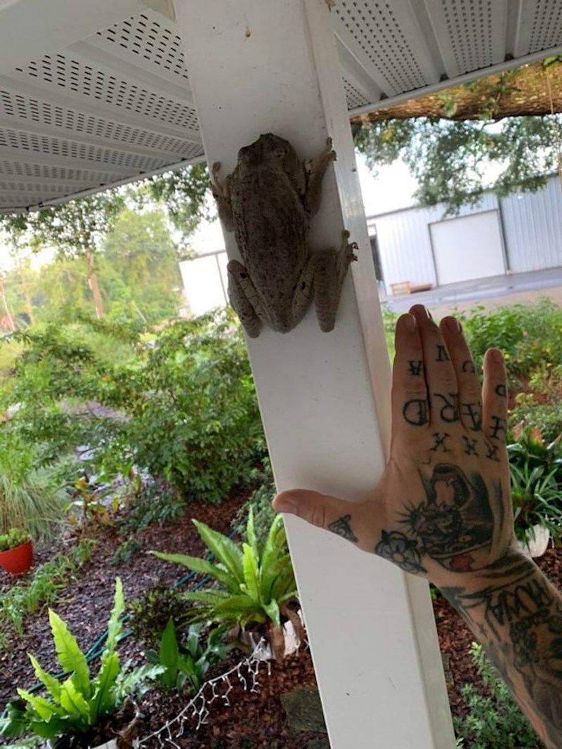 Neke žabe mogu biti iznenađujuće velike...