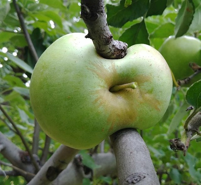 "Ova jabuka je rasla između grana."