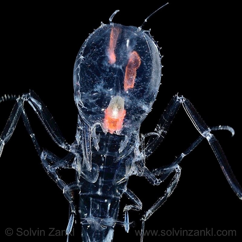 Amfipod Cystisoma Neptuni