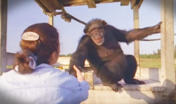 Mislila je da je čimpanza neće prepoznati nakon 18 godina, kamere su snimile nevjerojatnu scenu
