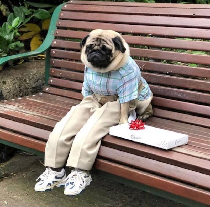 Netko je obukao psa u Forresta Gumpa i slikao ga na klupi.