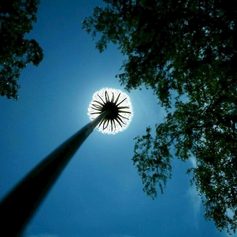 Ovako jedan maslačak izgleda iz perspektive mrava.