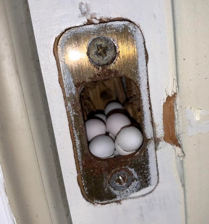 "Pogledajte gdje smo našli improvizirano ptičje gnijezdo."