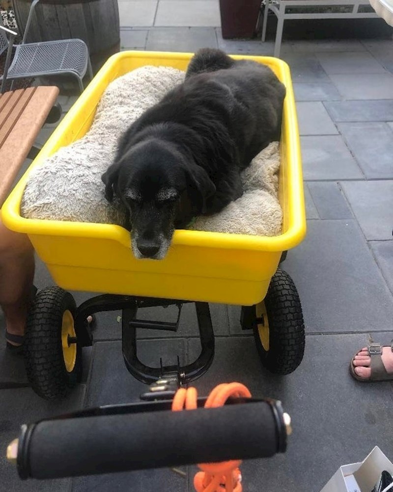 "Kad smo napuštali restoran, primijetili smo starijeg gospodina koji u prikolici vuče svog psa. Htio je pojesti nešto dobro."