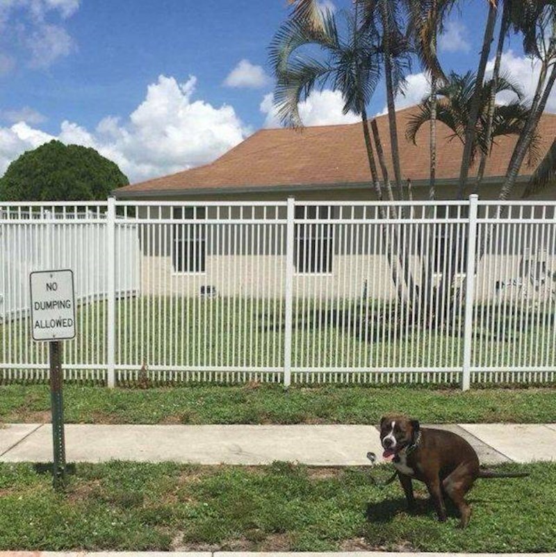 Ovaj pas je pravi buntovnik, zabrane ga ne zanimaju.