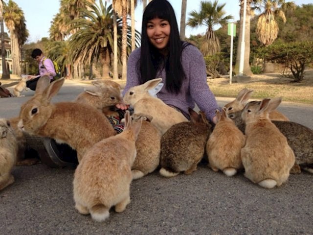 Ōkunoshima ima veliku populaciju divljih, ali umiljatih zečeva.
