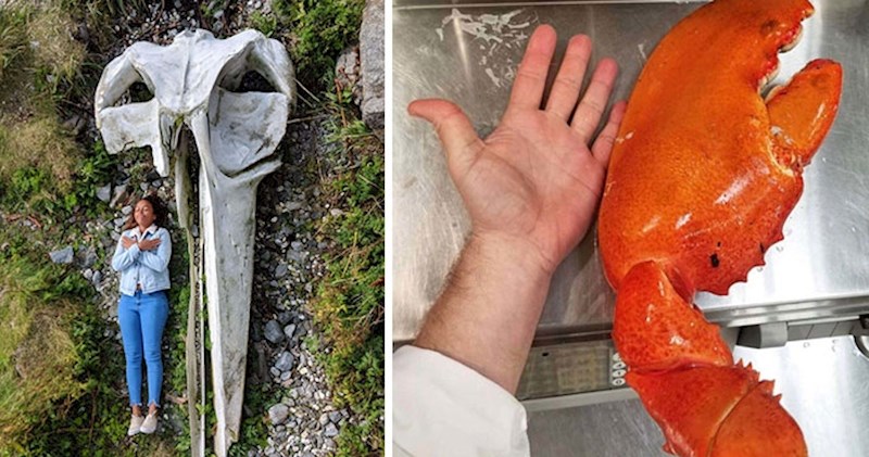 30 zanimljivih usporedbi koje vam neće tako lako izaći iz glave