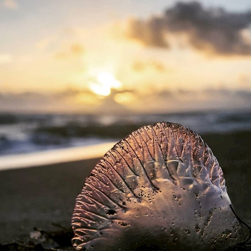 Portugalski modri loptaš