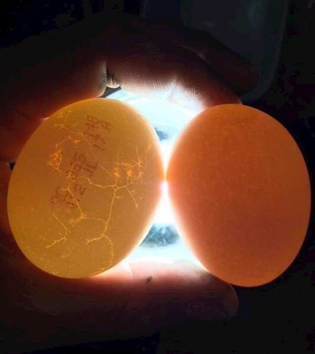Lijevo jaje je iz supermarketa (masovna proizvodnja), a desno s obiteljske farme.