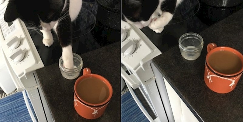 "U karanteni sam. Svaki put kad pijem kavu, moja mačka dođe do mene pa i njoj naspem malo mlijeka u manju posudicu. Uvijek čeka mene da počnem piti pa onda i ona šapicom uzme malo mlijeka."