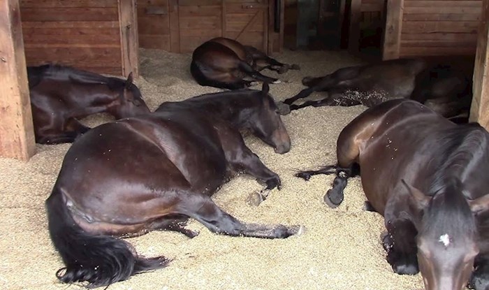 VIDEO Spavanje među konjima je zadnja stvar koju želite, razlog će vas nasmijati do suza