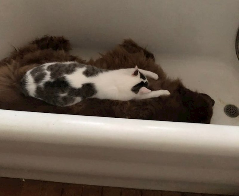 "Moj pas voli spavati u kadi, a mačka na njemu."