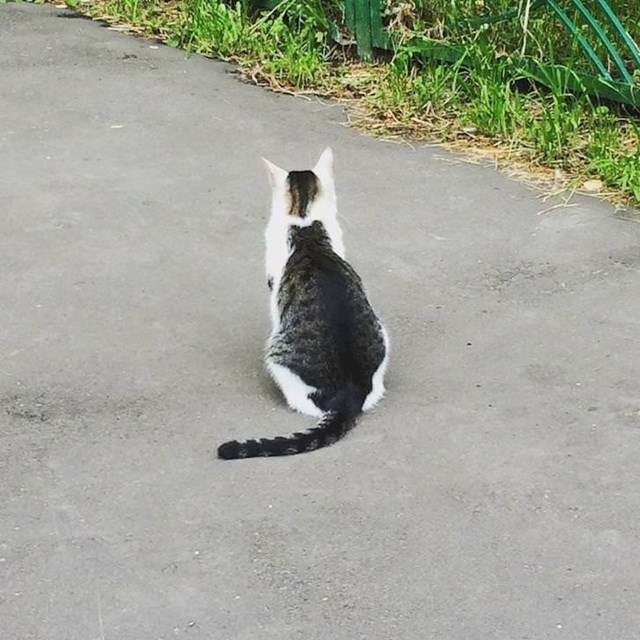 Ova mačka izgleda kao da na leđima ima drugu mačku.