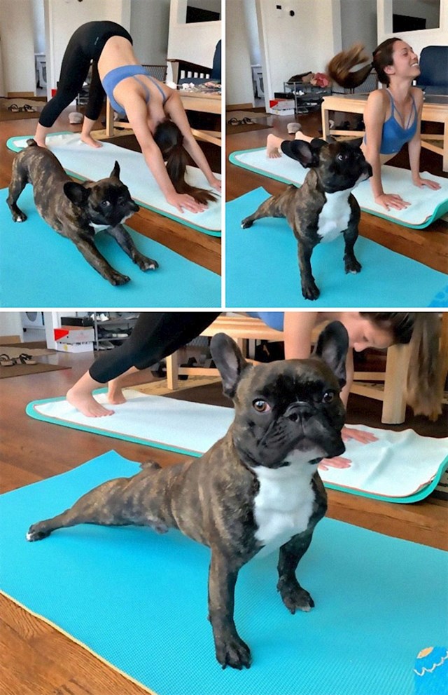 Tko kaže da joga nije za pse?