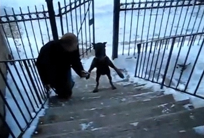 Pas se bojao poledice na stepenicama pa je za svaki slučaj odlučio hodati kao njegov vlasnik