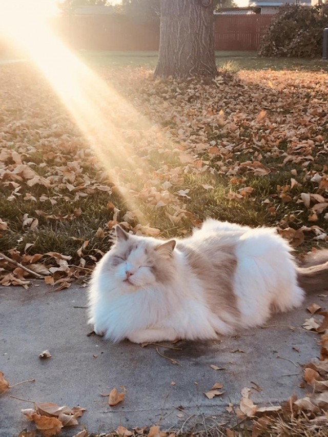 Mica maca obasjana suncem